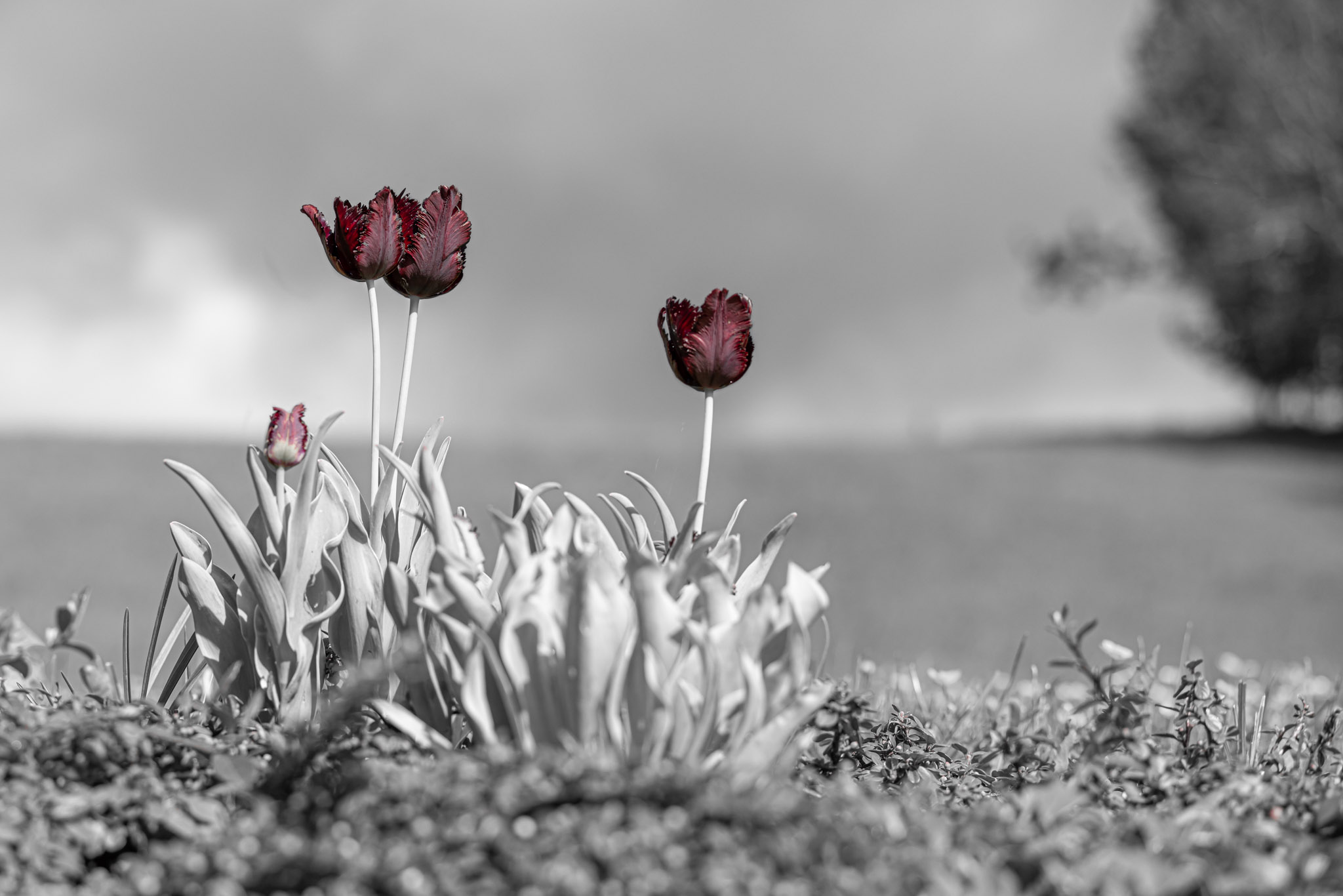 009